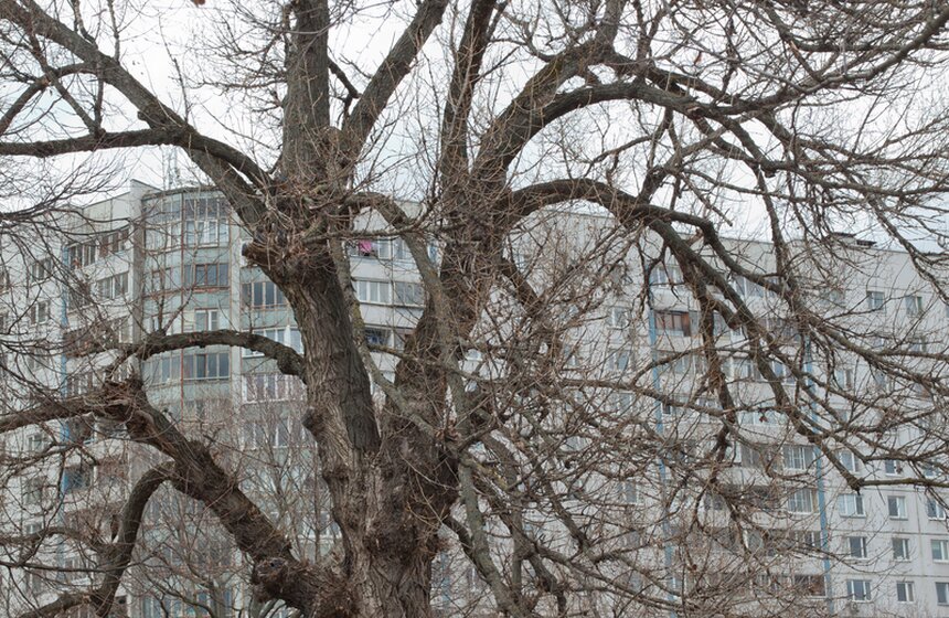 130 летний тополь-свидетель Великой Отечественной войны