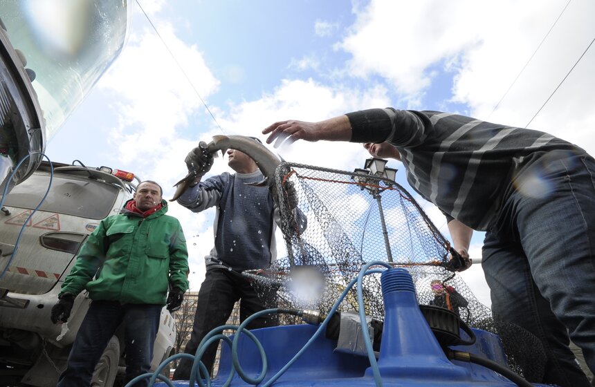 Гигантский аквариум и корабль: город украсили к "Рыбной неделе" 4 фото