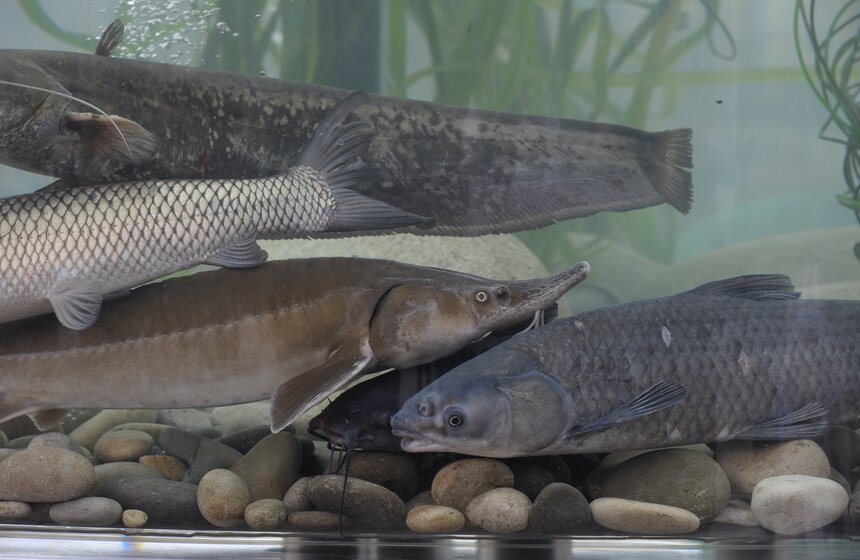 Гигантский аквариум и корабль: город украсили к "Рыбной неделе" 7 фото