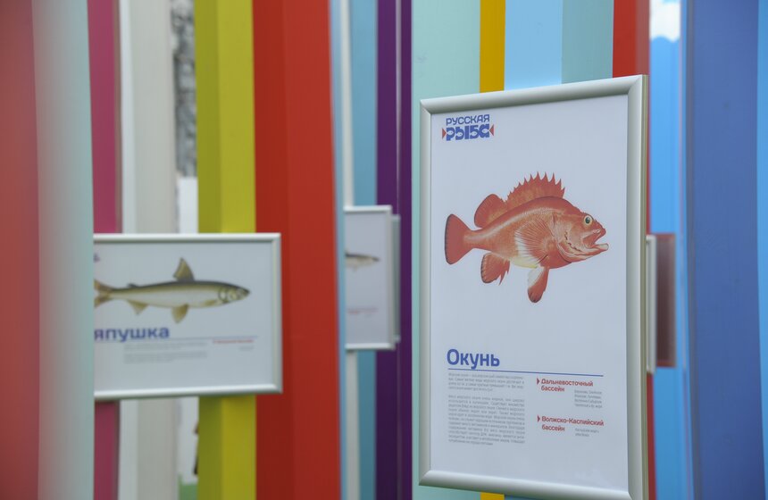 Гигантский аквариум и корабль: город украсили к "Рыбной неделе" 13 фото