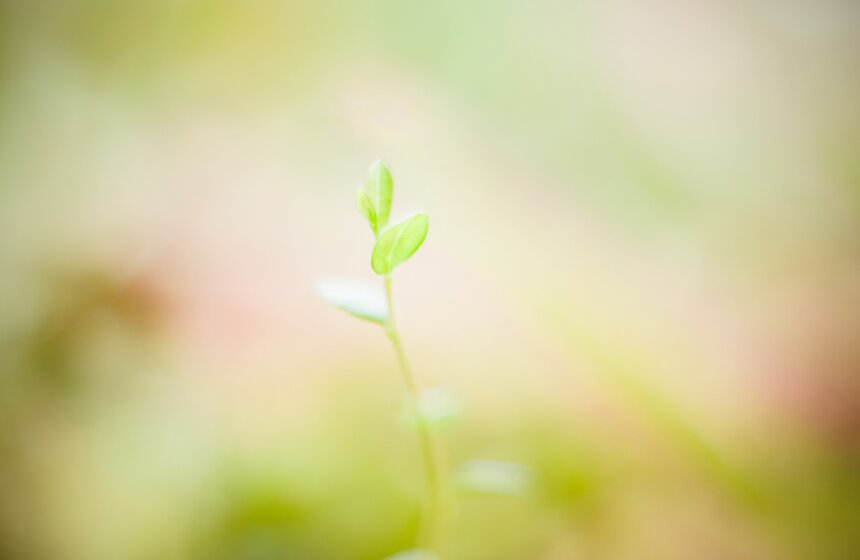 В "Аптекарском огороде" открыт весенний фестиваль цветов 20 фото