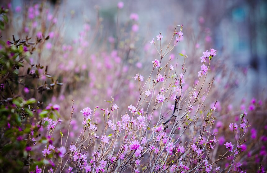 В "Аптекарском огороде" открыт весенний фестиваль цветов 31 фото