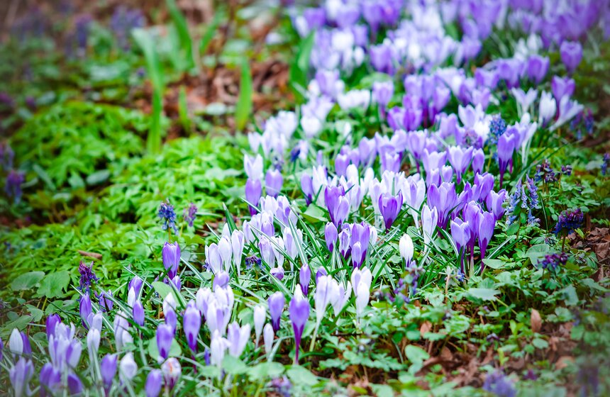 В "Аптекарском огороде" открыт весенний фестиваль цветов 30 фото