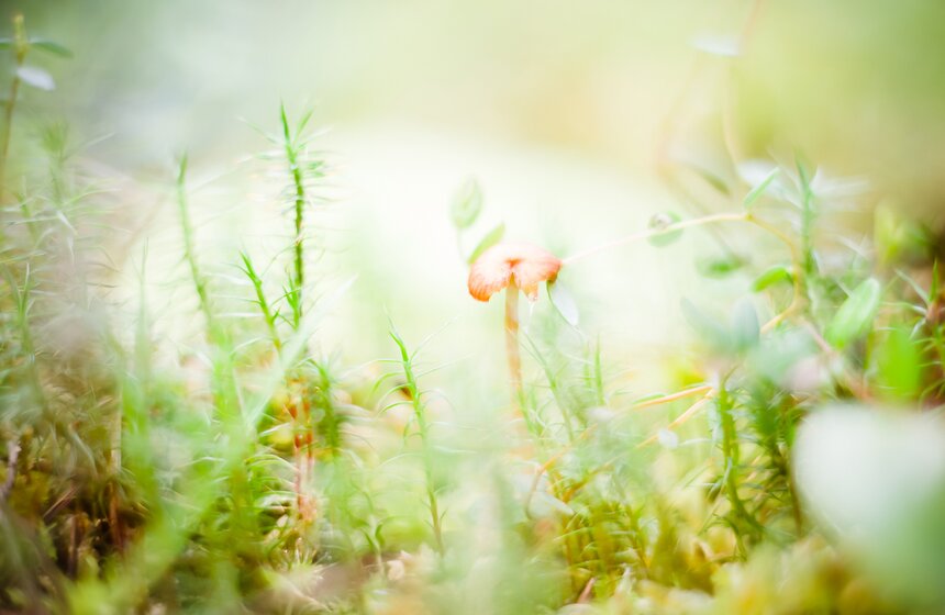 В "Аптекарском огороде" открыт весенний фестиваль цветов 19 фото