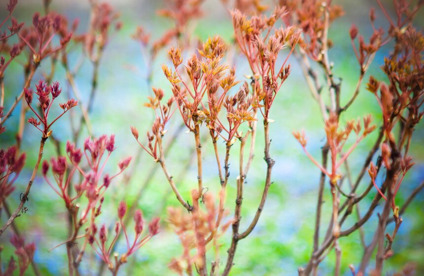 В "Аптекарском огороде" открыт весенний фестиваль цветов 13 фото