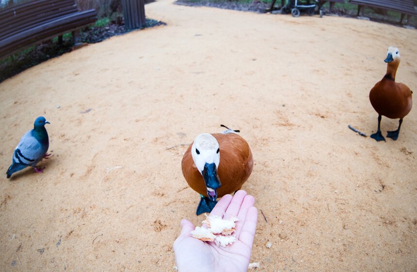 В "Аптекарском огороде" открыт весенний фестиваль цветов 16 фото