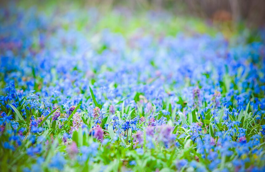 В "Аптекарском огороде" открыт весенний фестиваль цветов 14 фото