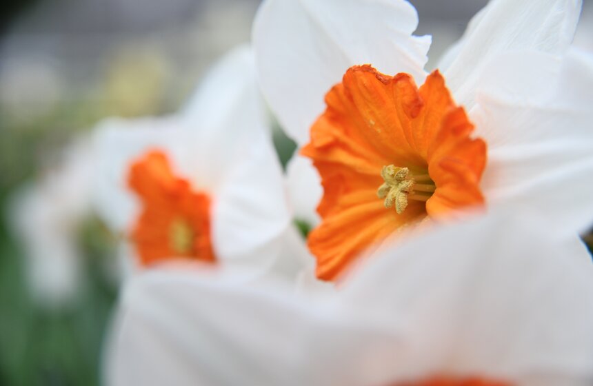 Бодрость духа и цвета 8 фото