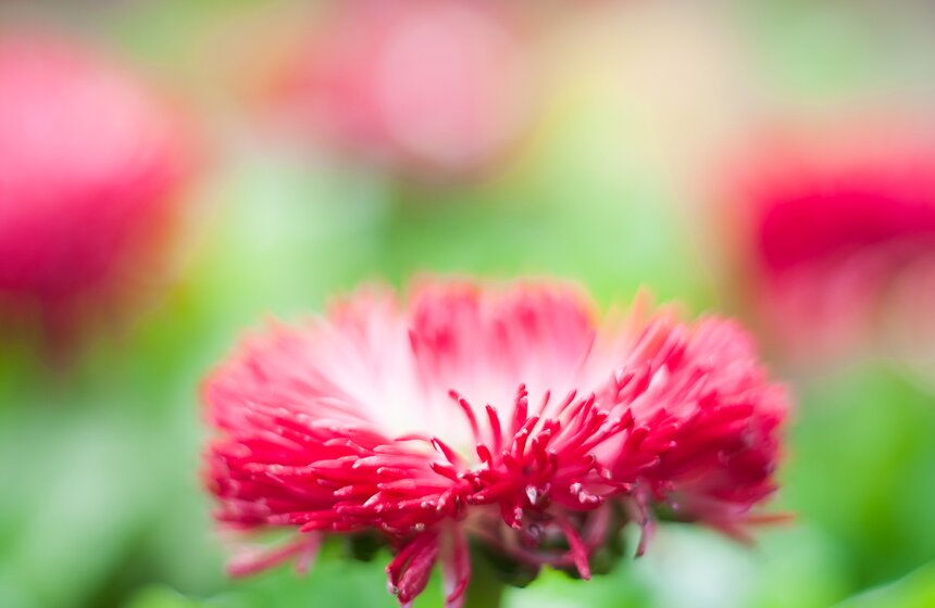 Бодрость духа и цвета 3 фото