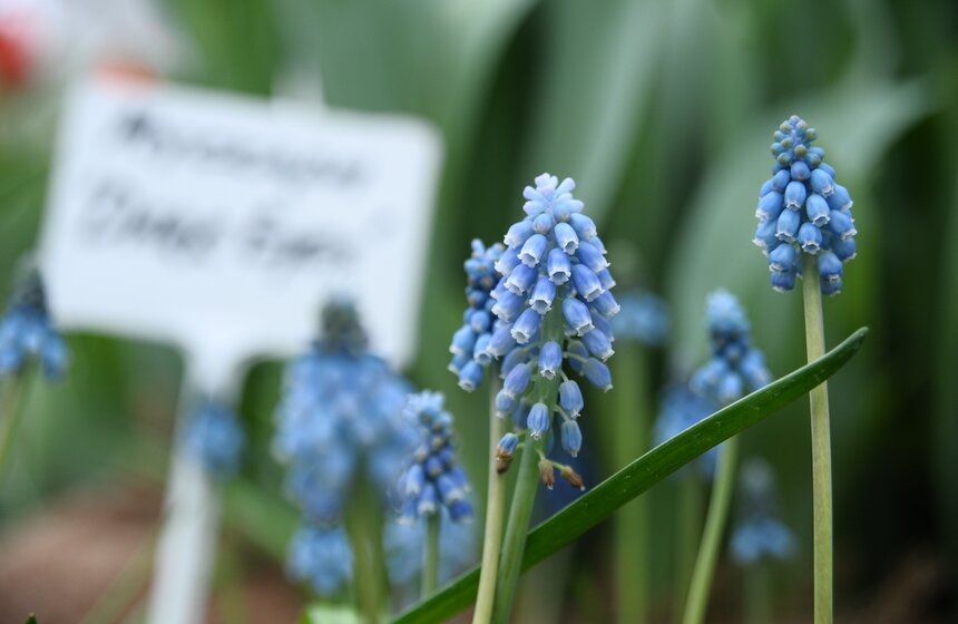 Бодрость духа и цвета 9 фото