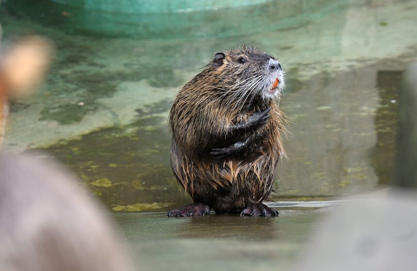 Нутрии издают характерный звук, похожий на трамвайный гудок. В Московском зоопарке живет целое семейство нутрий, во главе семьи - самец по кличке Нюр