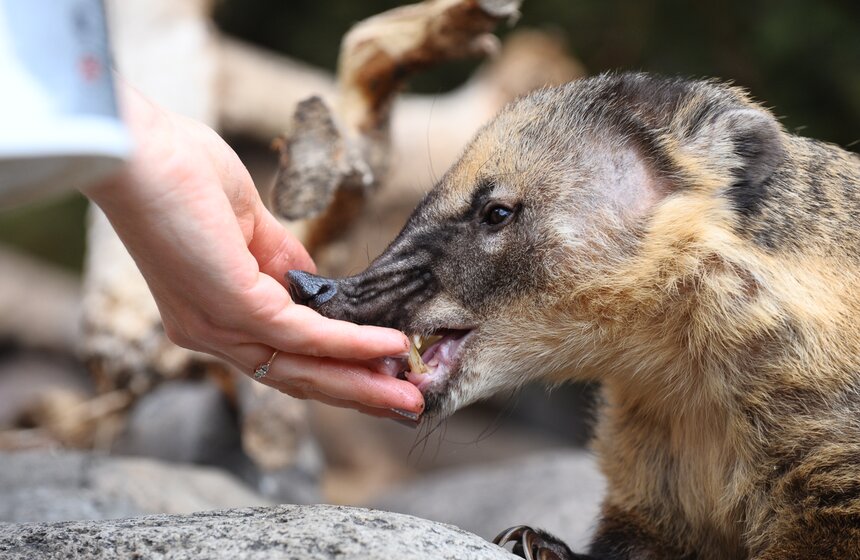 Носухи из семейства енотовых от природы очень скромны, хотя они и хищники