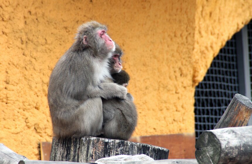 Ученые выяснили, что эмоциональное значение голосовых звуков обезьян практически полностью совпадает с человеческим. Так что ничто человеческое, в том числе долгие объятия, им не чуждо.