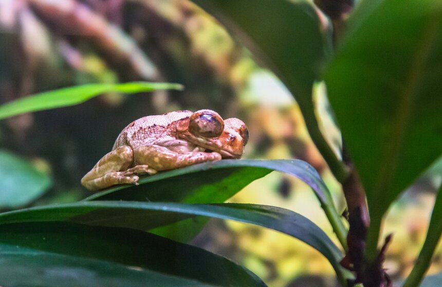 Лягушки - лучшие прыгуны из всех позвоночных. Например, австралийская лягушка Litoria nasuta может прыгать на расстояние, превышающее длину ее тела более чем в 50 раз.