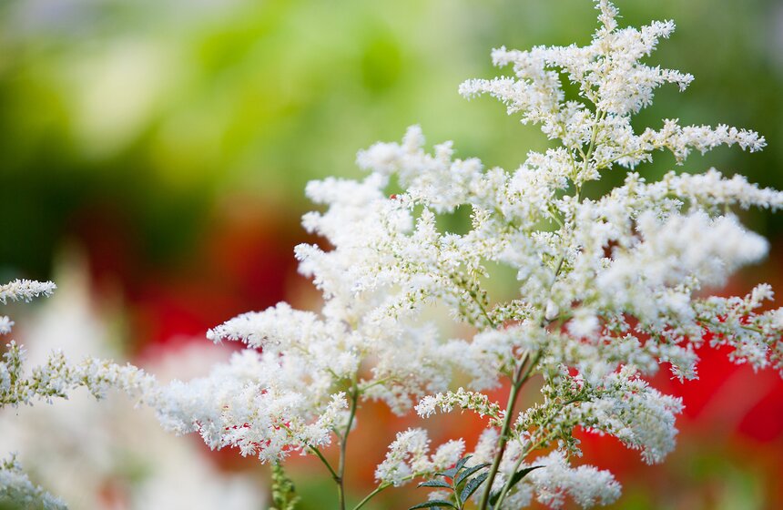 "Цветущий парк": лето в "Филях" 2 фото