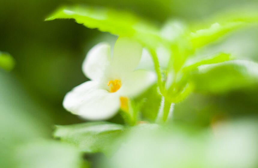 "Цветущий парк": лето в "Филях" 26 фото