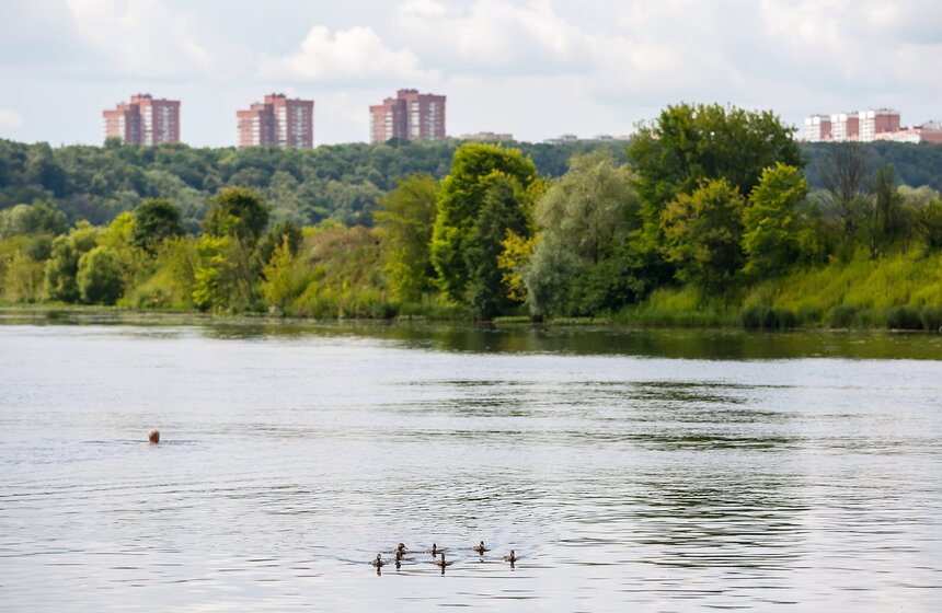 "Цветущий парк": лето в "Филях" 22 фото