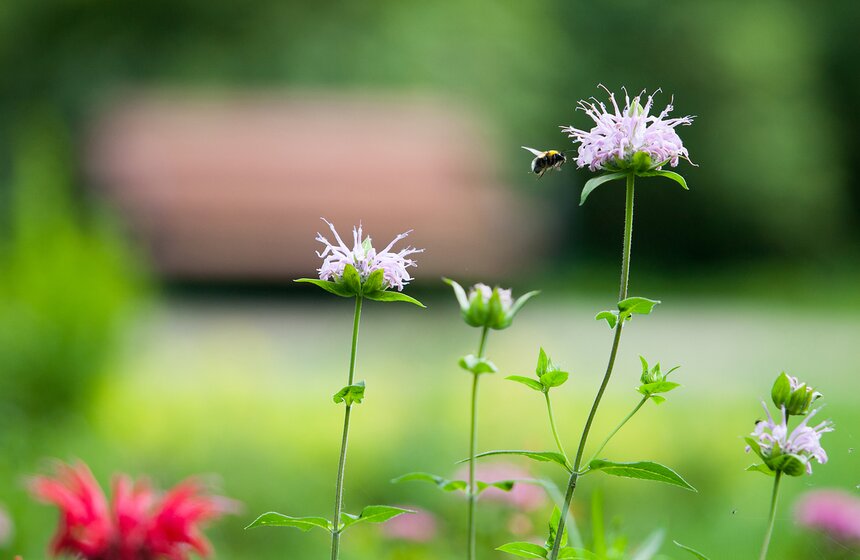 "Цветущий парк": лето в "Филях" 27 фото