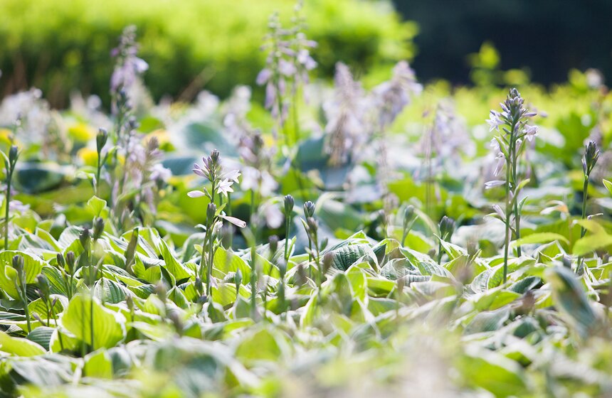 "Цветущий парк": лето в "Филях" 4 фото