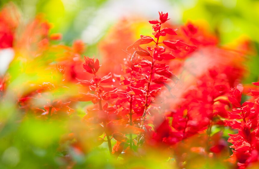 "Цветущий парк": лето в "Филях" 3 фото