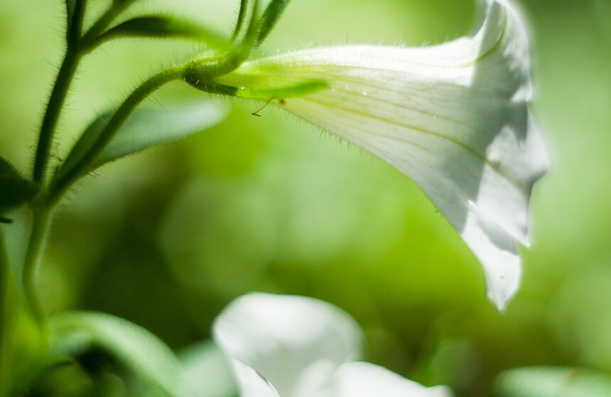 "Цветущий парк": лето в "Филях" 6 фото