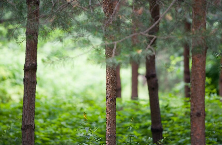 "Цветущий парк": лето в "Филях" 9 фото