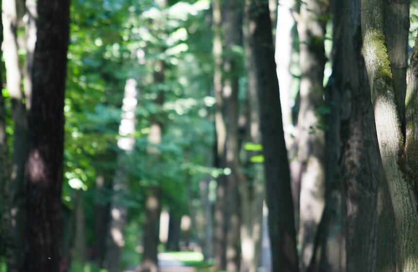 "Цветущий парк": лето в "Филях" 7 фото