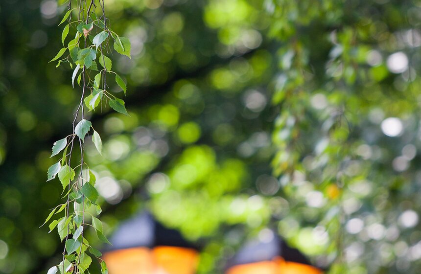 "Цветущий парк": лето в "Филях" 13 фото