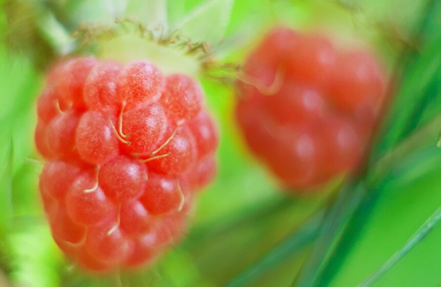 "Цветущий парк": лето в "Филях" 17 фото