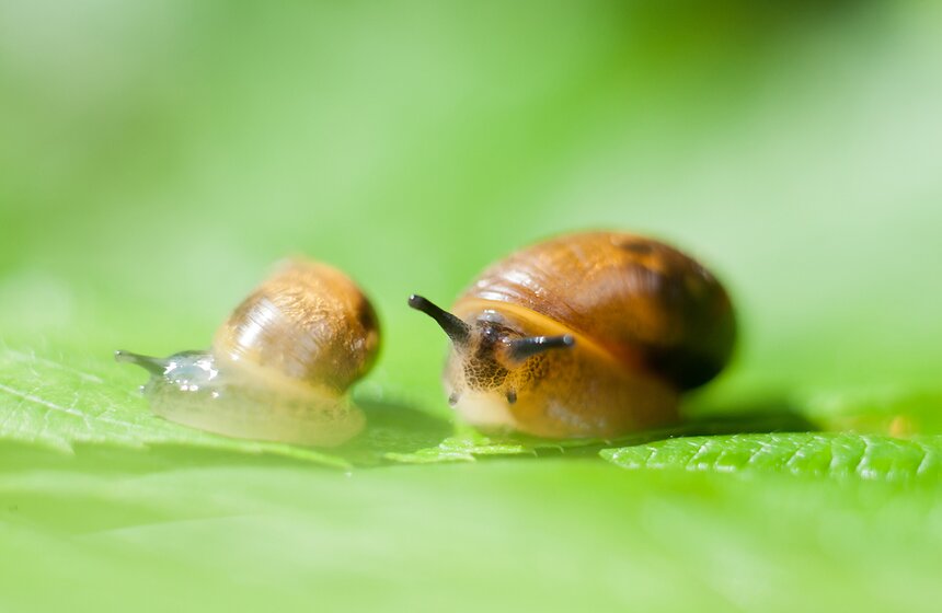 "Цветущий парк": лето в "Филях" 18 фото