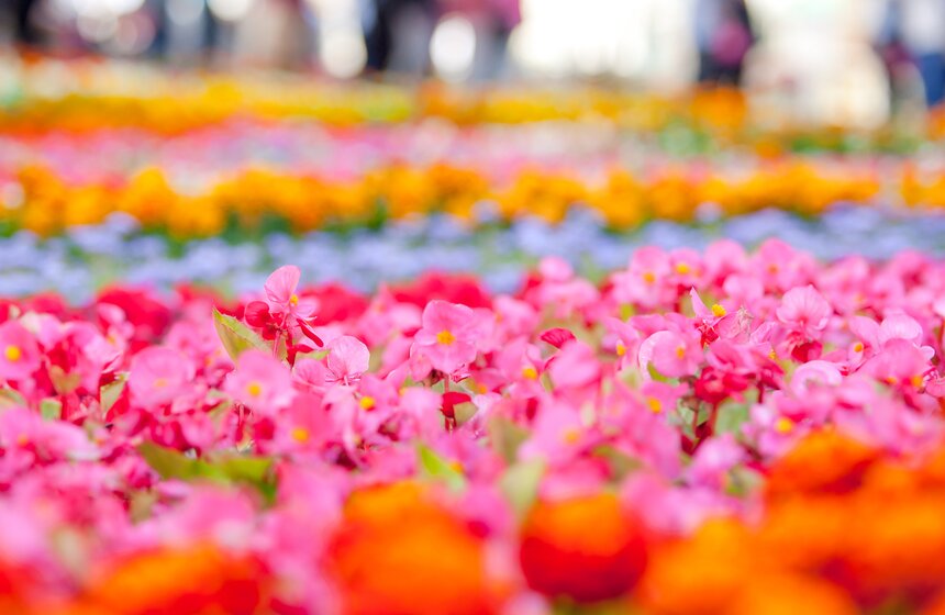 В ГУМе открылся фестиваль цветов 9 фото