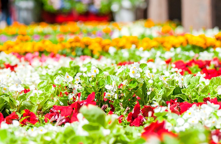 В ГУМе открылся фестиваль цветов 14 фото