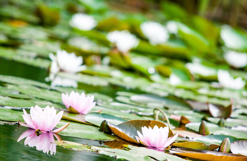 "Цветущий парк": лето в Воронцовском парке 13 фото