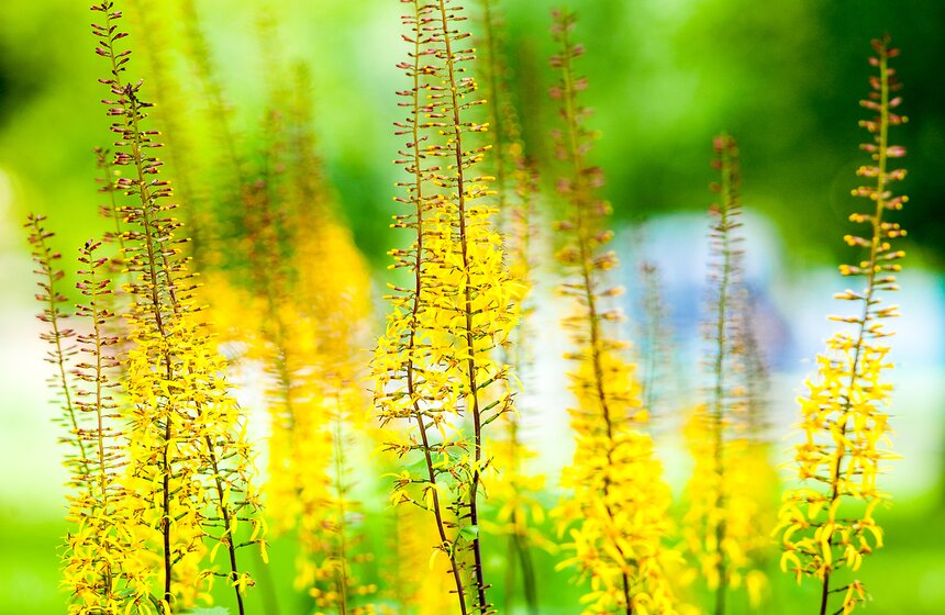 "Цветущий парк": лето в Воронцовском парке 10 фото