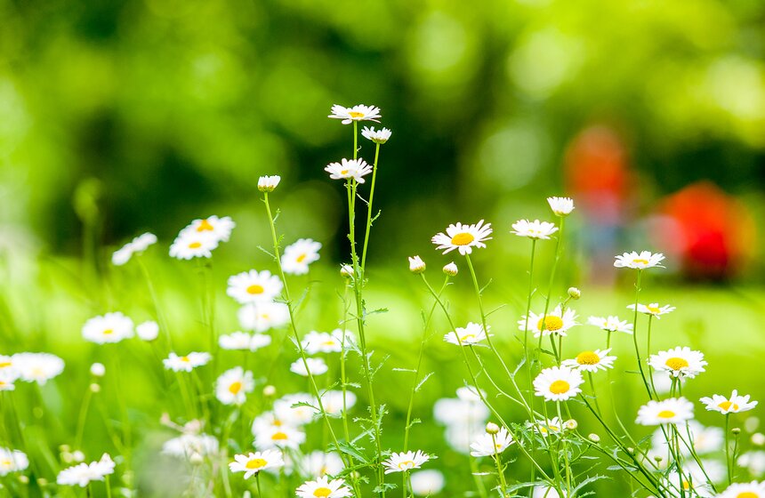 "Цветущий парк": лето в Воронцовском парке 9 фото