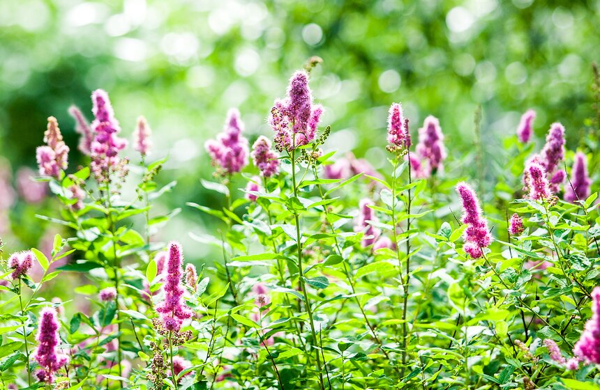 "Цветущий парк": лето в Воронцовском парке 12 фото