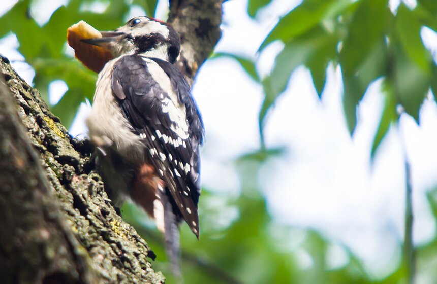 "Цветущий парк": лето в Воронцовском парке 17 фото