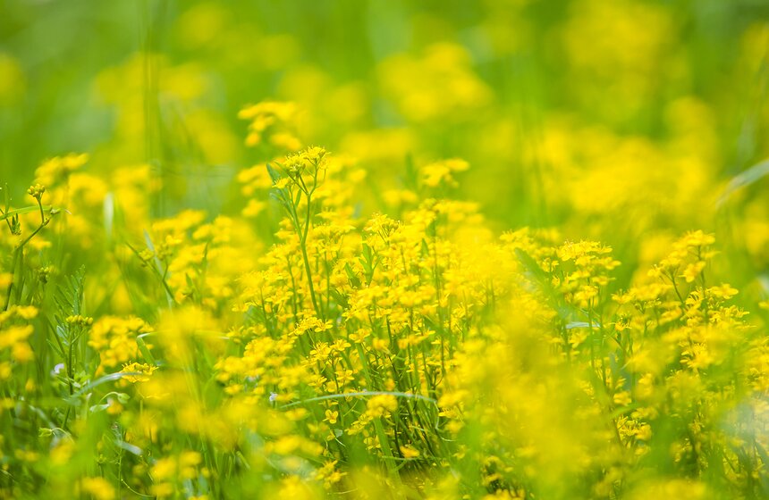 "Цветущий парк": лето в Воронцовском парке 20 фото