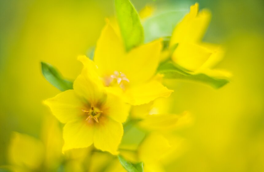 "Цветущий парк": лето в Воронцовском парке 22 фото