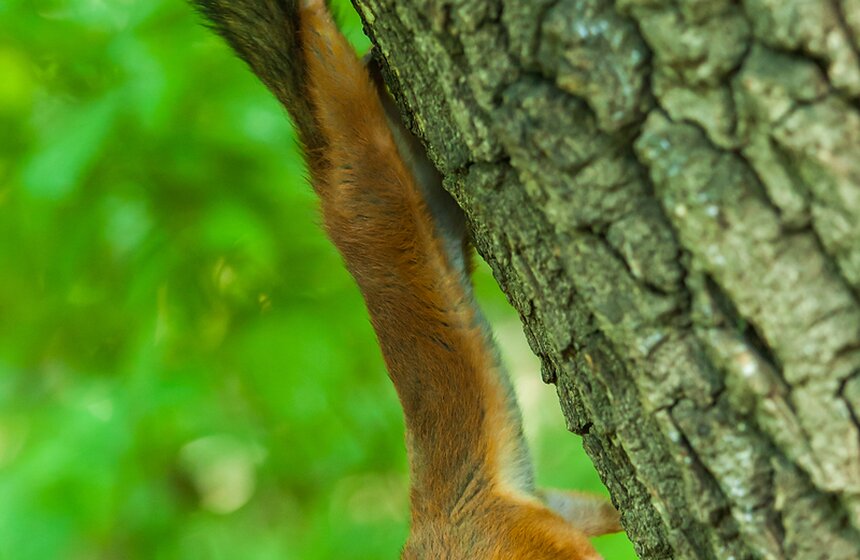 "Цветущий парк": лето в Воронцовском парке 4 фото