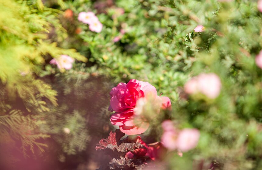 "Цветущий парк": лето в Таганском парке 5 фото