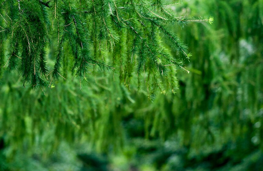 "Цветущий парк": лето в Таганском парке 16 фото