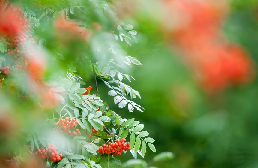 "Цветущий парк": лето в Таганском парке 18 фото