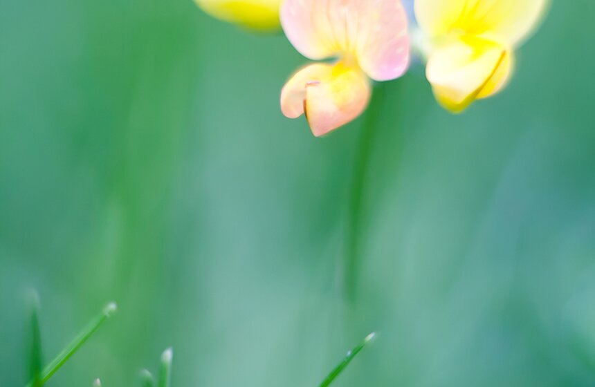 "Цветущий парк": лето в Таганском парке 17 фото