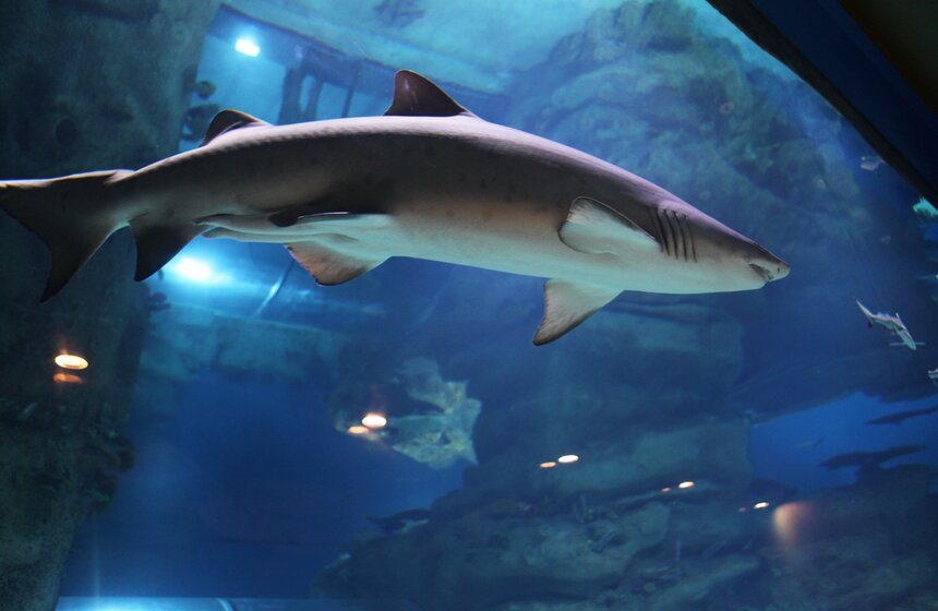 Владимир Путин и Сергей Собянин осмотрели "Москвариум" на ВДНХ 6 фото