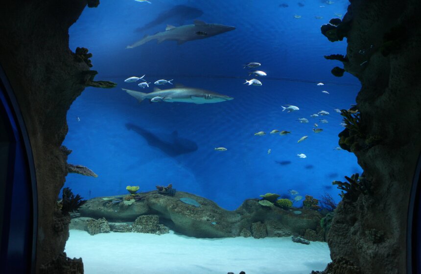 Владимир Путин и Сергей Собянин осмотрели "Москвариум" на ВДНХ 2 фото