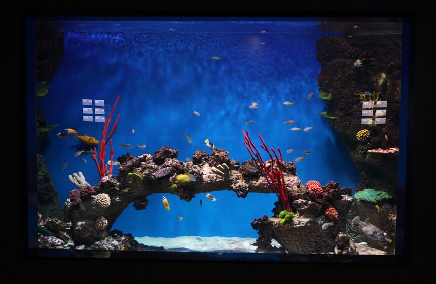 Владимир Путин и Сергей Собянин осмотрели "Москвариум" на ВДНХ 5 фото