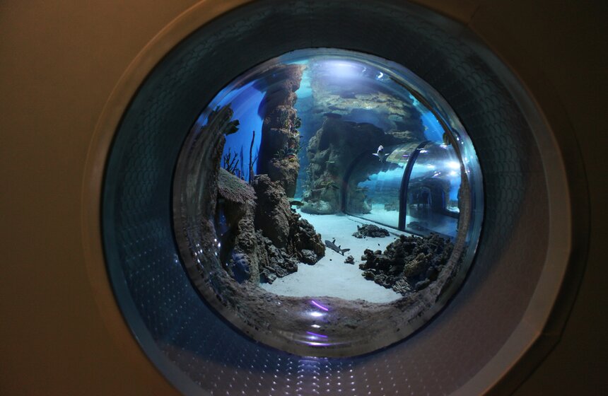 Владимир Путин и Сергей Собянин осмотрели "Москвариум" на ВДНХ 4 фото