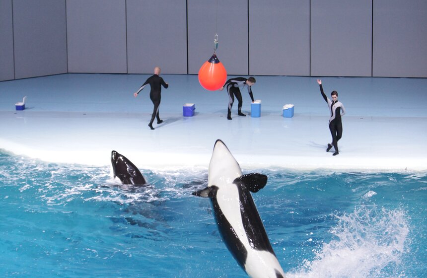 Владимир Путин и Сергей Собянин осмотрели "Москвариум" на ВДНХ 29 фото