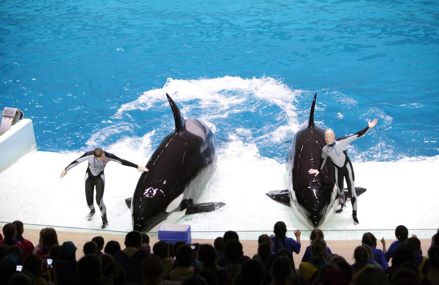 Владимир Путин и Сергей Собянин осмотрели "Москвариум" на ВДНХ 28 фото